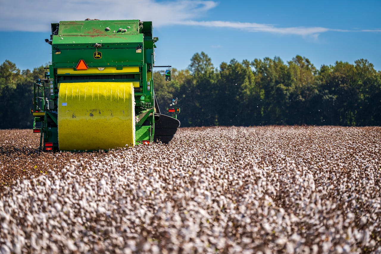 A green cotton harvesting machine working in a vast cotton field during the day.